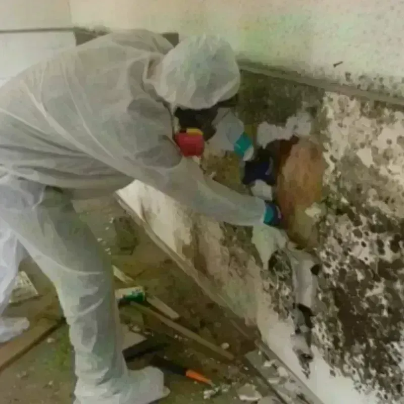 Mold Remediation and Removal in Goldfield, NV